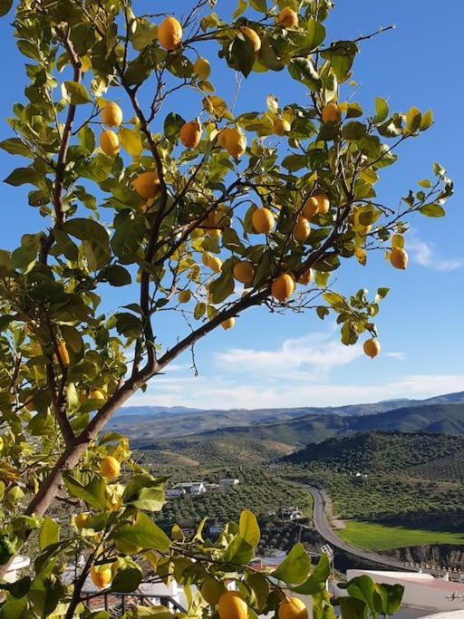 Mirador Del Olivar Olvera Εξωτερικό φωτογραφία