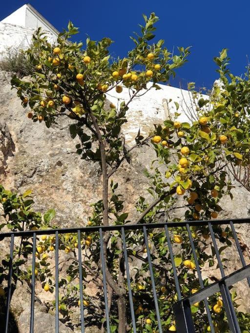 Mirador Del Olivar Olvera Εξωτερικό φωτογραφία
